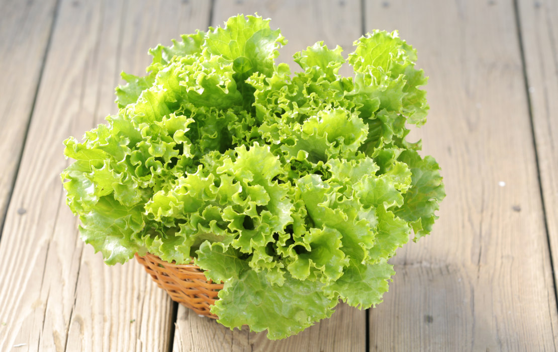 Oakleaf Lettuce Great Joy Family Farm