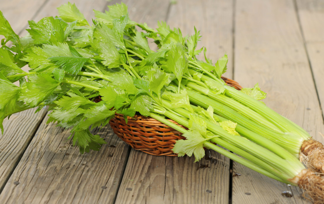 Celery Great Joy Family Farm