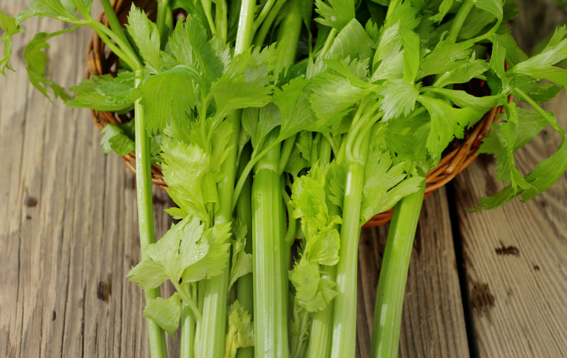 Celery Great Joy Family Farm