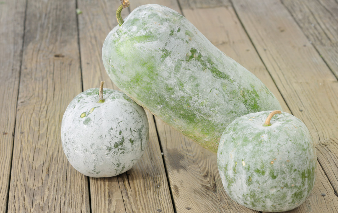Winter Melon Great Joy Family Farm