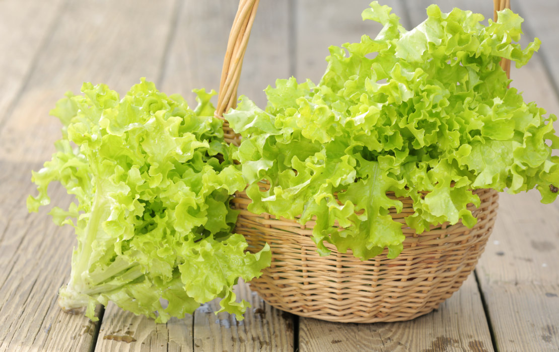 Oakleaf Lettuce Great Joy Family Farm
