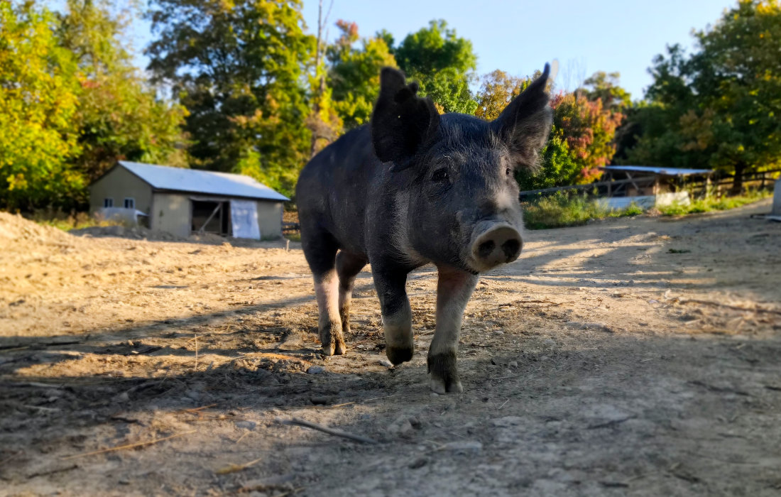 Large Black Pig Great Joy Family Farm