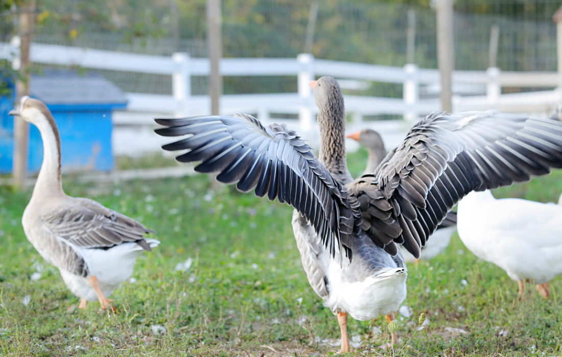 Brown Chinese Geese Great Joy Family Farm