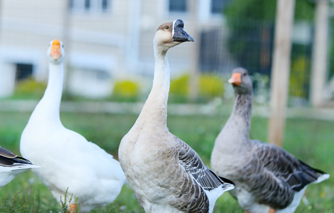 Brown Chinese Geese Great Joy Family Farm