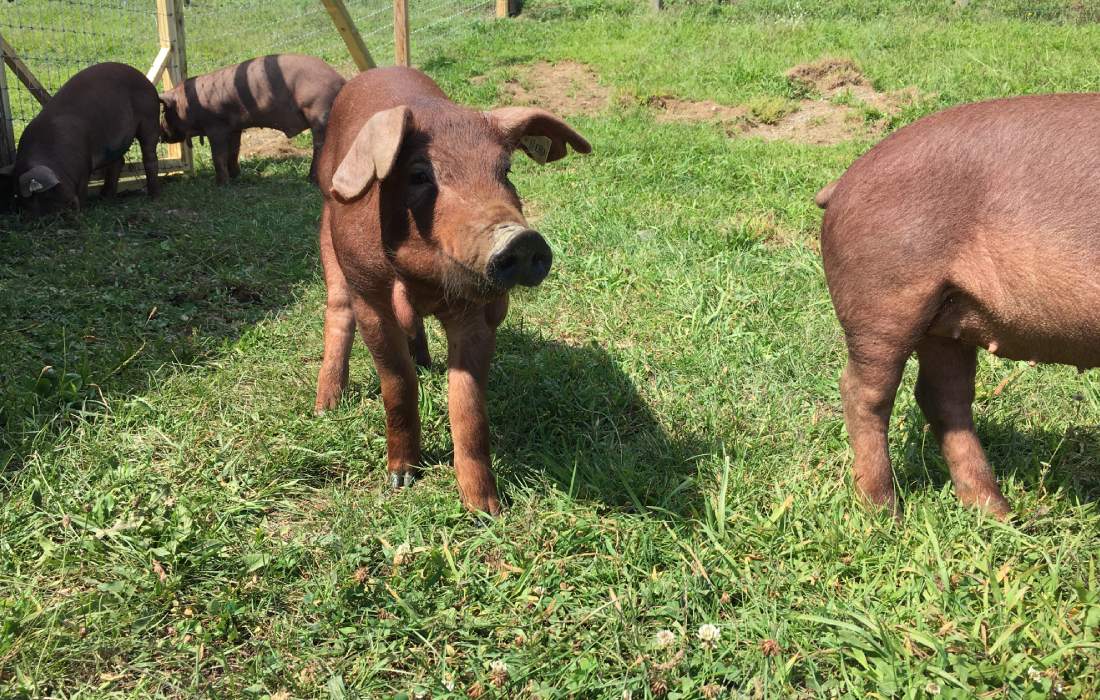 Red Wattle Hog - Great Joy Family