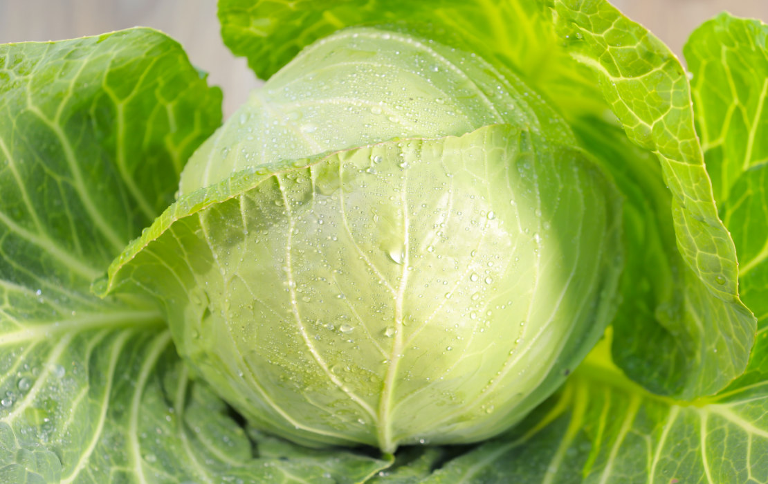 Fresh Organic Cabbage, Locally Grown Great Joy Family Farm
