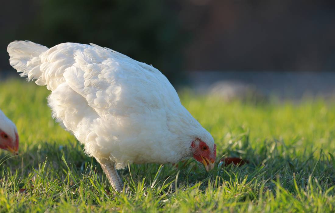 White Cornish Chicken 1