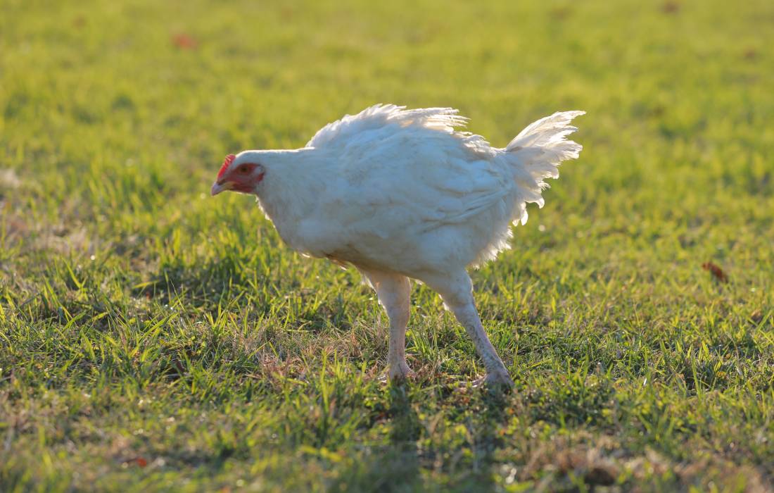 White Cornish Chicken 2
