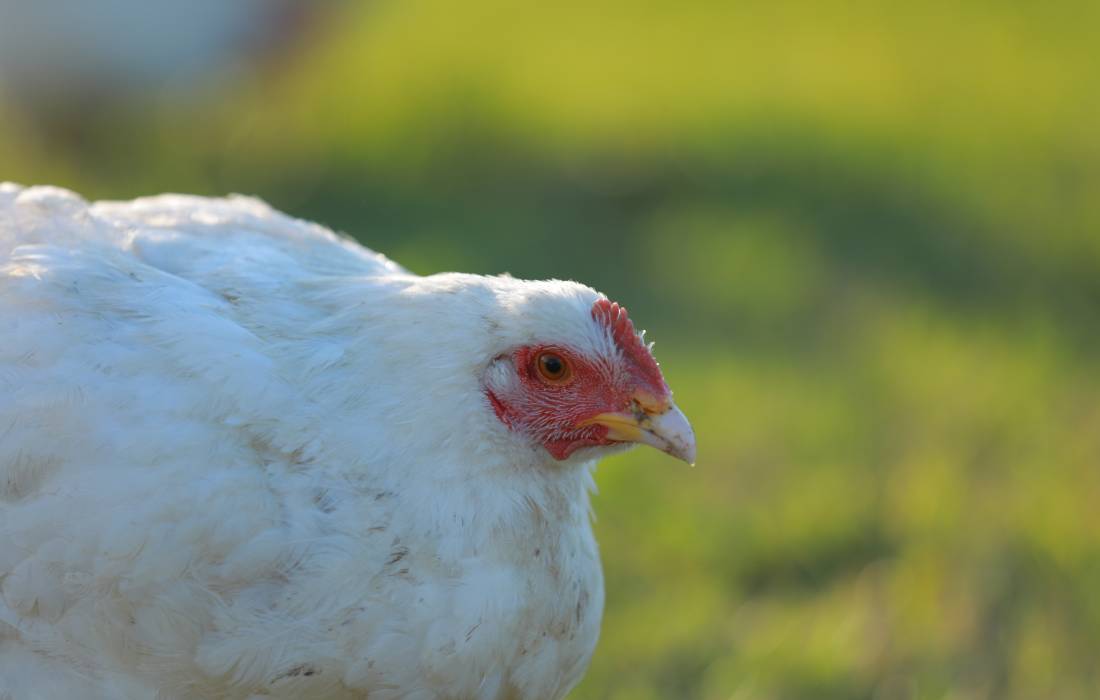 White Cornish Chicken 4