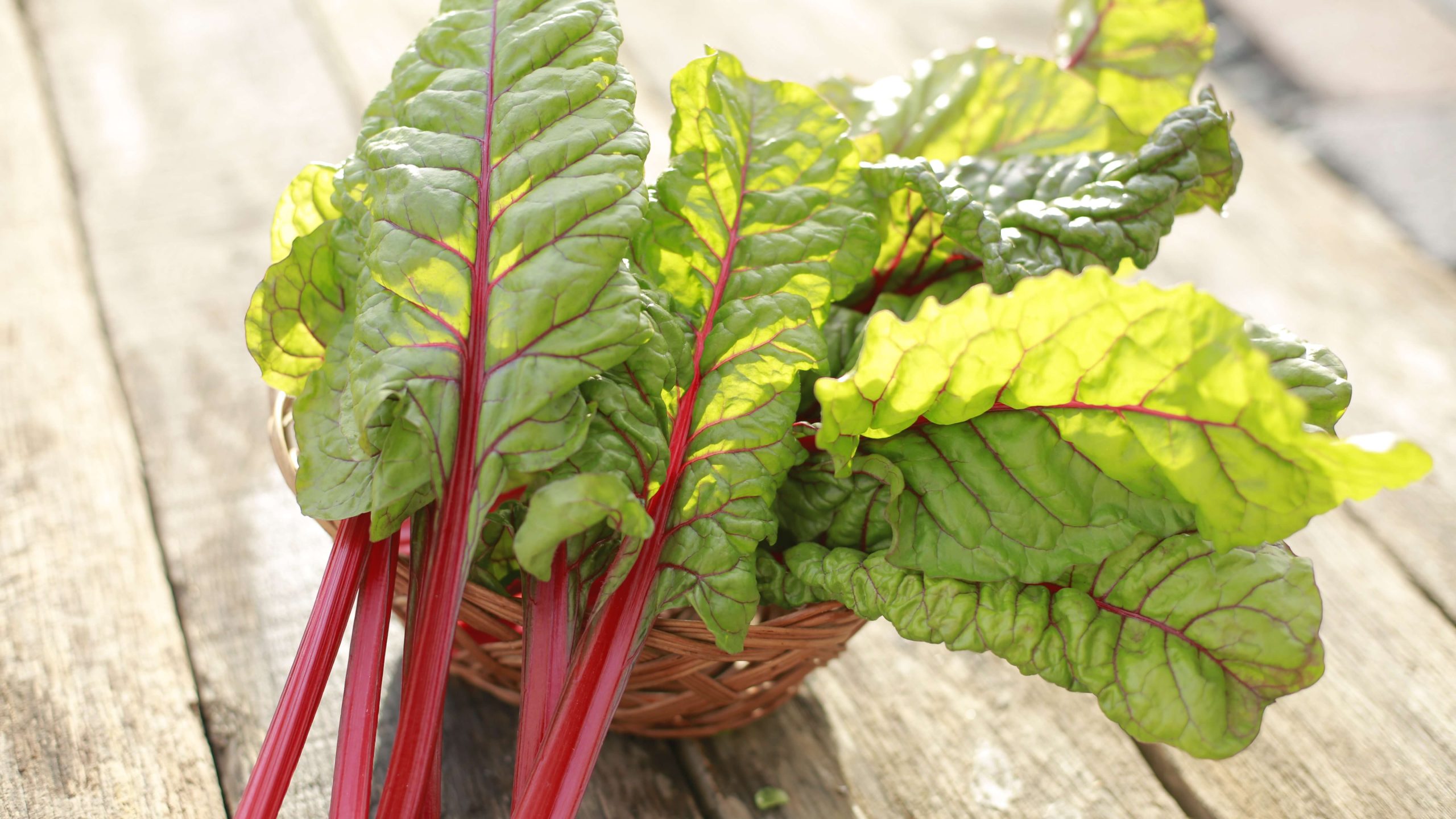 Swiss Chard Great Joy Family Farm Swiss Chard Great Joy Family Farm