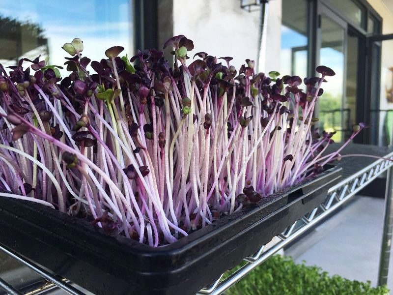 Microgreen Radish - Great Joy Family Farm