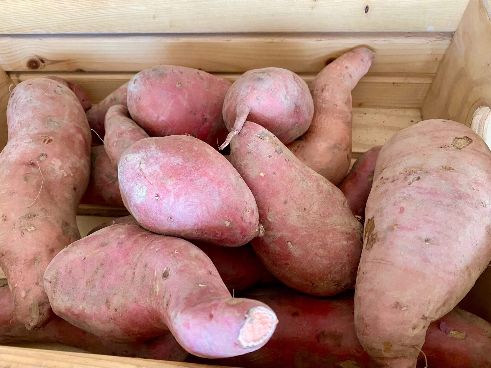 Covington sweet potato